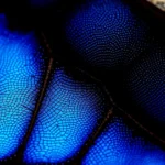 Close-up of iridescent morpho butterfly wing scales showing brilliant blue structural coloration, photorealistic macro photography with soft natural lighting, shallow depth of field emphasizing intricate texture and shimmer