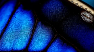 Close-up of iridescent morpho butterfly wing scales showing brilliant blue structural coloration, photorealistic macro photography with soft natural lighting, shallow depth of field emphasizing intricate texture and shimmer